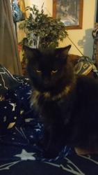 Lost Female Cat last seen Harmony Point, Live Oak Loop, Whitney TX, 76692, Hill County, TX 76692