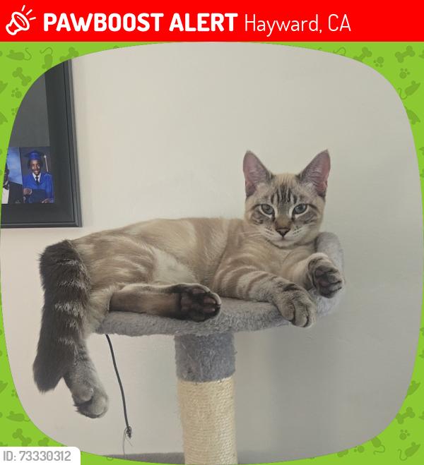 Lost Male Cat last seen Between Birch st. And Oceanview, Hayward, CA 94541