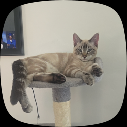 Lost Male Cat last seen Between Birch st. And Oceanview, Hayward, CA 94541