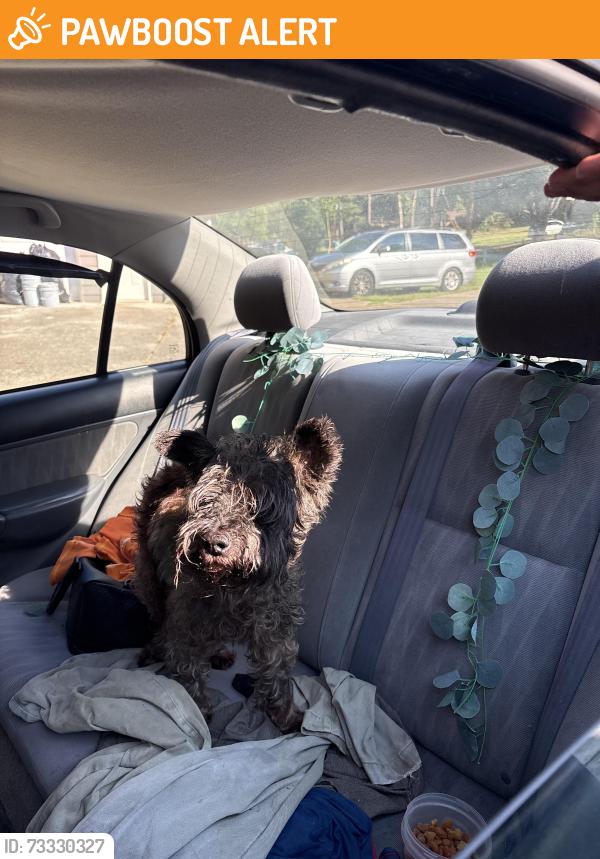 Found/Stray Male Dog last seen Rockbrige rd, Gwinnett County, GA 30093