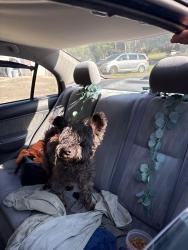 Found/Stray Male Dog last seen Rockbrige rd, Gwinnett County, GA 30093