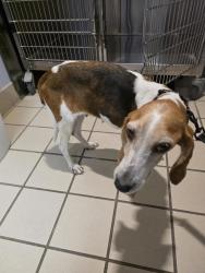 Shelter Stray Female Dog last seen Butler Lane, South Chesterfield, VA, 23803, 9300 Public Works Rd, Chesterfield, VA 23832, USA