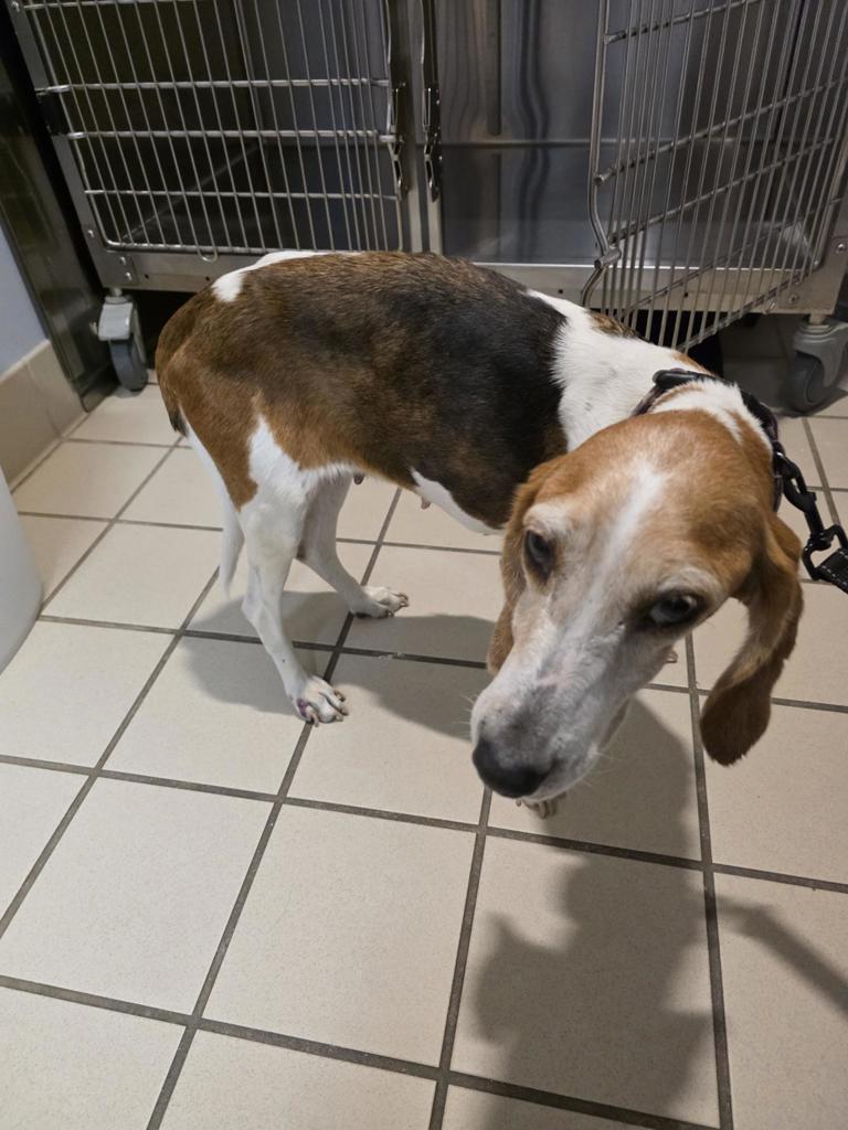 Shelter Stray Female Dog last seen Butler Lane, South Chesterfield, VA, 23803, 9300 Public Works Rd, Chesterfield, VA 23832, USA