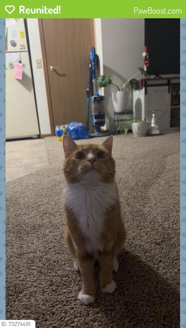 Reunited Male Cat last seen Oaks avenue, Superior, WI 54880