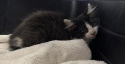 Shelter Stray Female Cat last seen Windingrun Lane, North Chesterfield, VA, 23237, 9300 Public Works Rd, Chesterfield, VA 23832, USA