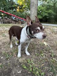 Reunited Male Dog last seen College and sycamore, Fayetteville, AR 72703