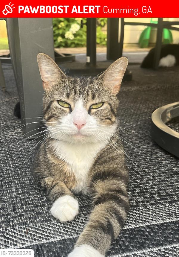 Lost Female Cat last seen Near Huntington Crest Lane Cumming, GA 30040, Cumming, GA 30040