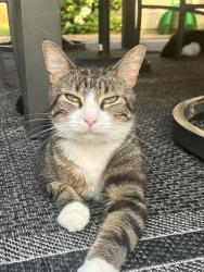 Lost Female Cat last seen Near Huntington Crest Lane Cumming, GA 30040, Cumming, GA 30040