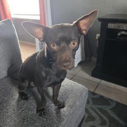 Reunited Male Dog last seen Hood St., Titusville, FL 32780
