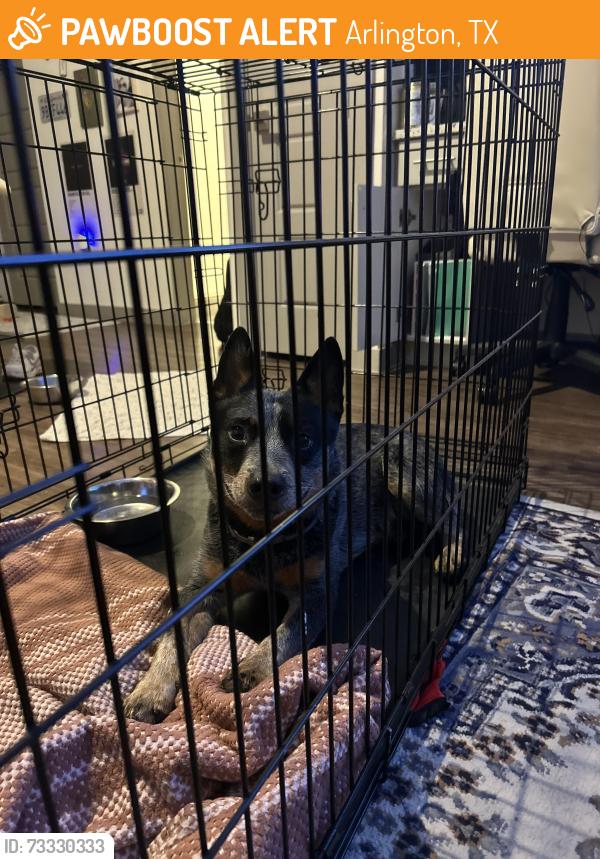 Found/Stray Male Dog last seen Outside the Mark at Arlington, Arlington, TX 76013
