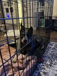 Found/Stray Male Dog last seen Outside the Mark at Arlington, Arlington, TX 76013