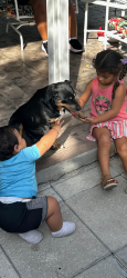 Lost Female Dog last seen Close to Home Depot 288, Homestead, FL 33033