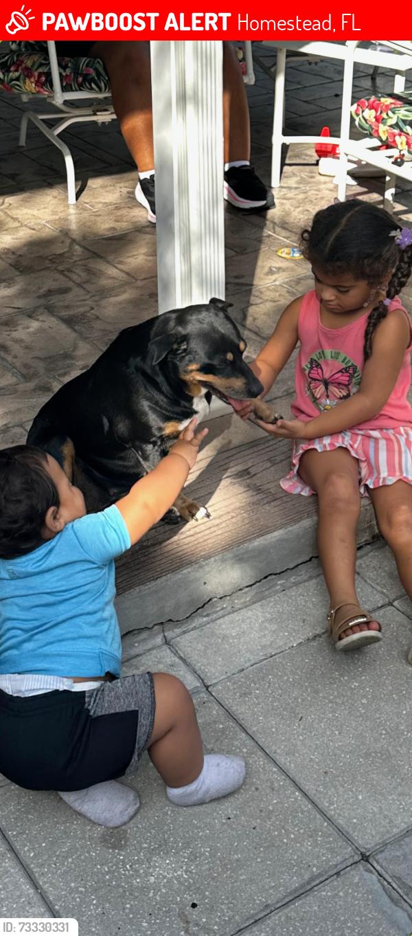 Lost Female Dog last seen Close to Home Depot 288, Homestead, FL 33033