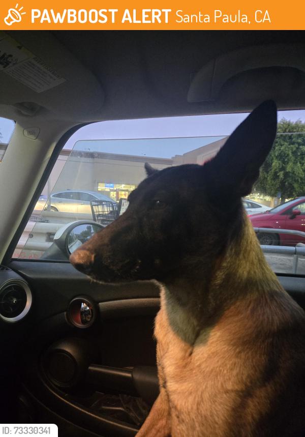Found/Stray Female Dog last seen Santa paula st, Santa Paula, CA 93060