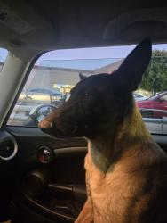 Found/Stray Female Dog last seen Santa paula st, Santa Paula, CA 93060