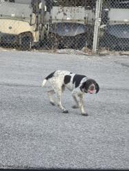 Found/Stray Female Dog last seen Gadsden golf carts, Gadsden, AL 35901