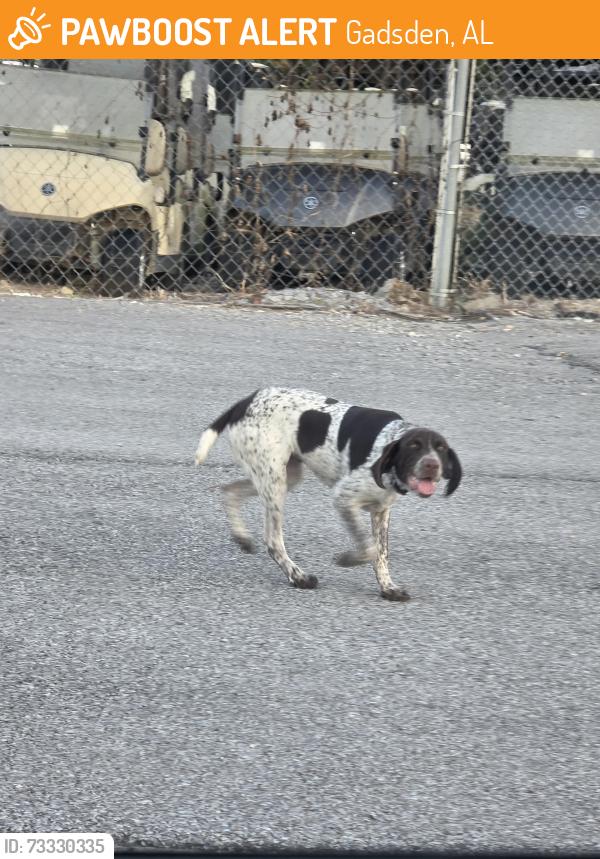 Found/Stray Female Dog last seen Gadsden golf carts, Gadsden, AL 35901