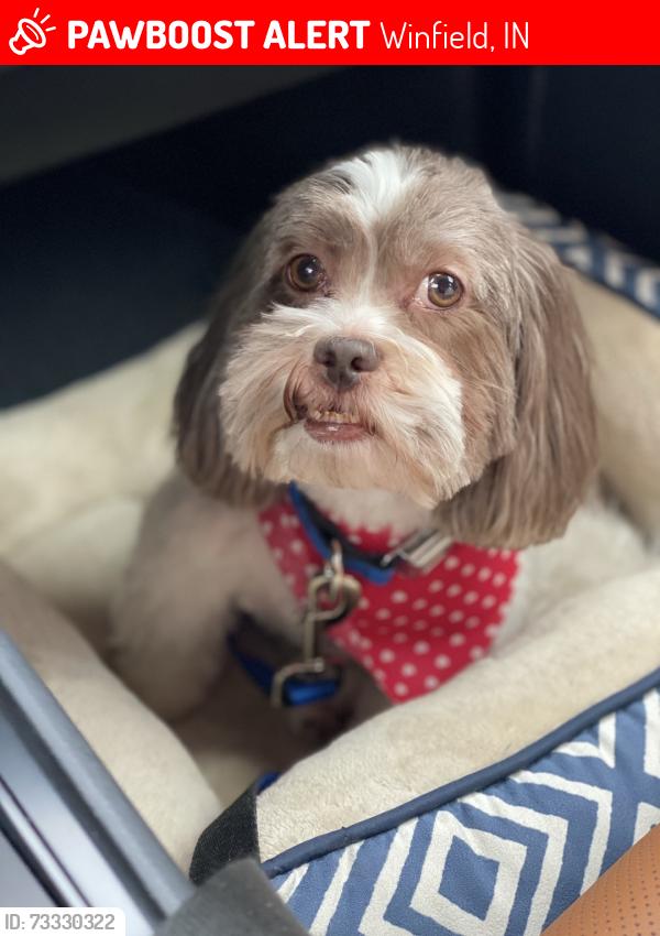 Lost Male Dog last seen Nicklaus/103rd, Winfield, IN 46307