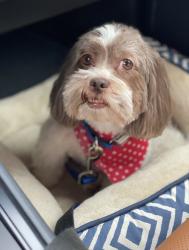 Lost Male Dog last seen Nicklaus/103rd, Winfield, IN 46307