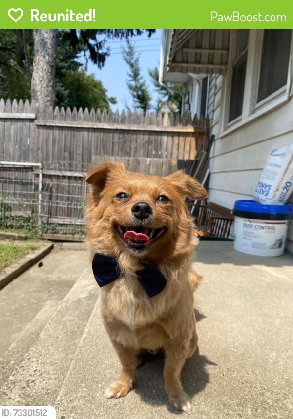 Reunited Male Dog last seen Lalor Plaza, Trenton, NJ 08611