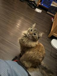 Lost Female Cat last seen Building 711, New York, NY 10009