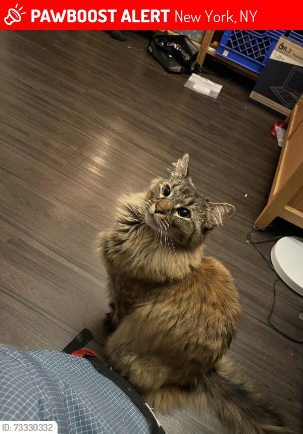 Lost Female Cat last seen Building 711, New York, NY 10009