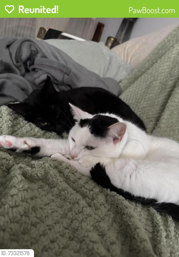 Reunited Male Cat last seen Malthouse Road, West Sussex, England 