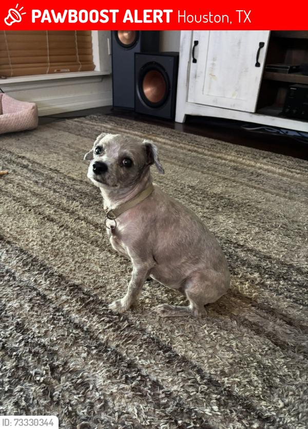 Lost Female Dog last seen PEMBERWICK PARK LN CK PARK LN, Houston, TX 77070