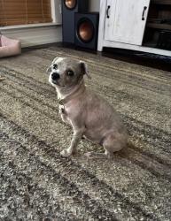 Lost Female Dog last seen PEMBERWICK PARK LN CK PARK LN, Houston, TX 77070