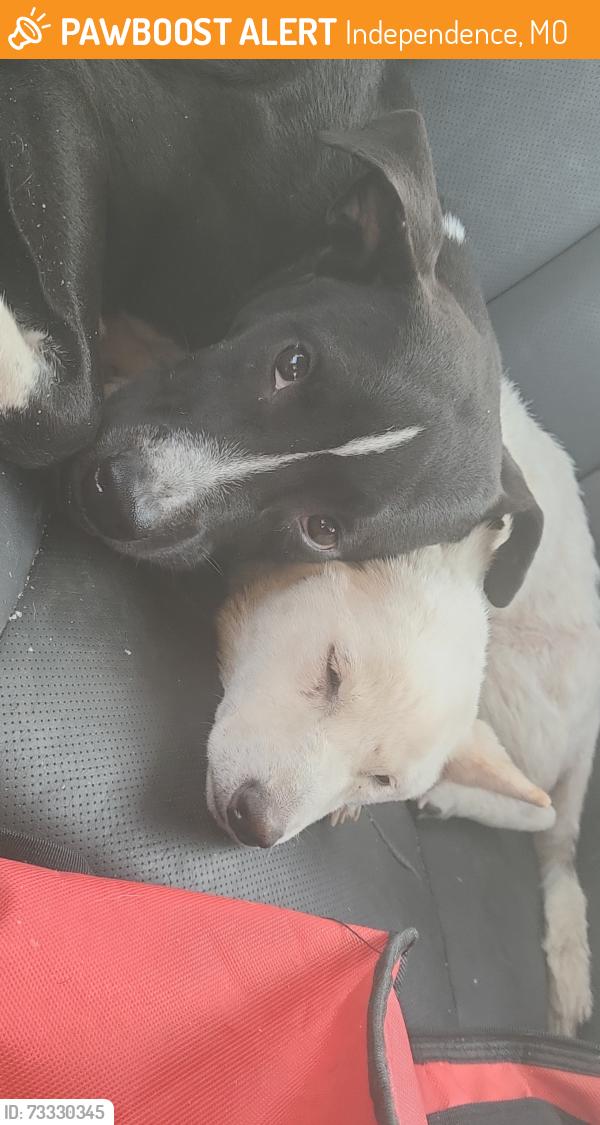 Surrendered Unknown Dog last seen Truman library, Independence, MO 64050
