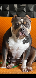 Reunited Female Dog last seen Windsor mill and Windsor blvd, Lochearn, MD 21207