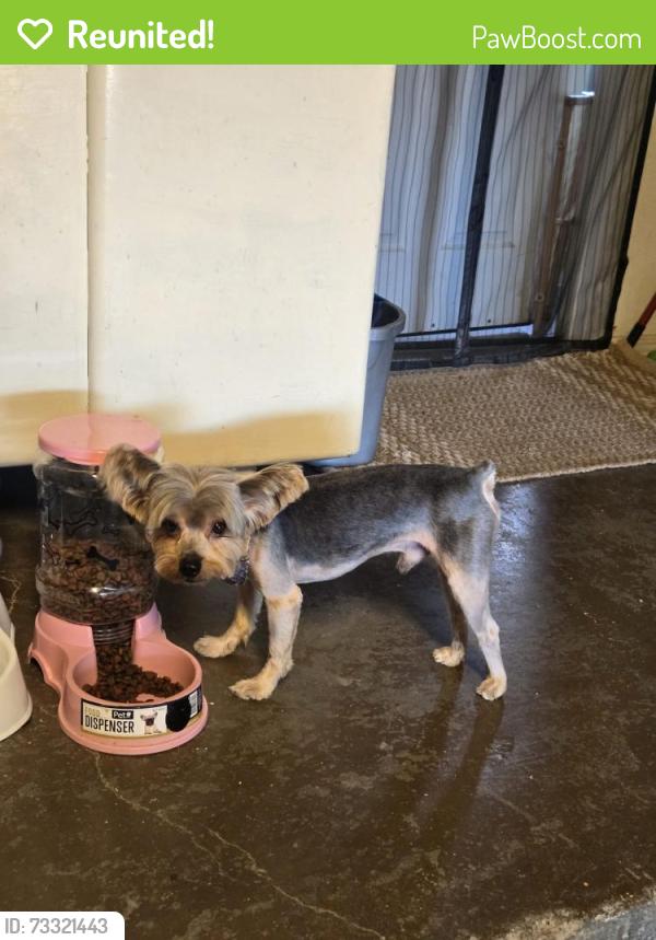 Reunited Male Dog last seen Alameda & Rio Vista, Socorro, TX 79927