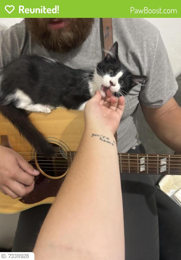 Reunited Male Cat last seen Ellsworth and main, Mesa, AZ 85208