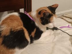 Lost Female Cat last seen Big Sky St, Caldwell, Idaho, Caldwell, ID 83605