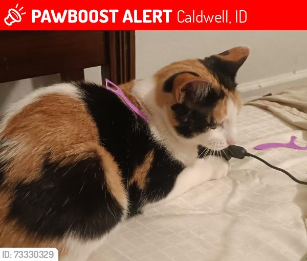Lost Female Cat last seen Big Sky St, Caldwell, Idaho, Caldwell, ID 83605