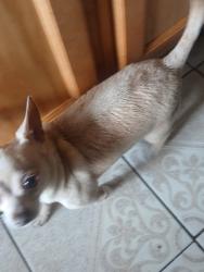 Reunited Male Dog last seen Hoover,vermont,colden,97th, Los Angeles, CA 90044