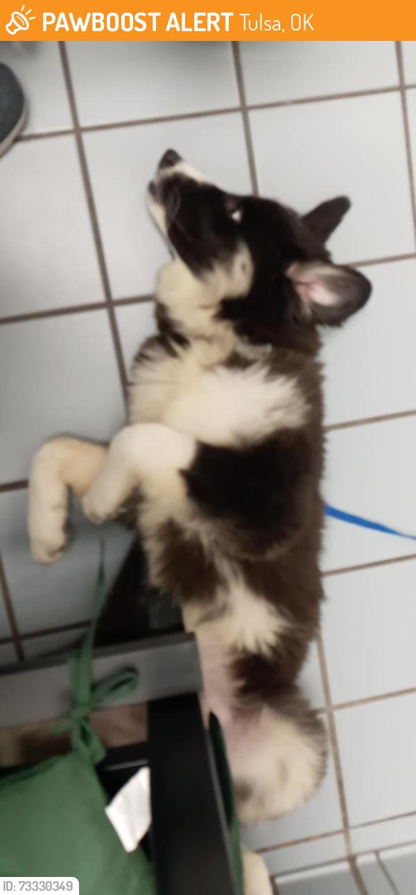 Found/Stray Unknown Dog last seen Hale Highschool, Tulsa, OK 74129