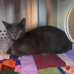 Shelter Stray Male Cat last seen , 3428 S Jenkins Ave, Norman, OK 73072, USA
