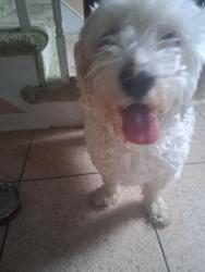 Reunited Female Dog last seen Crestwood Drive Montgomeryville, Lansdale, PA 19446