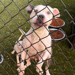 Shelter Stray Female Dog last seen , 5570 Sturmer Park Cir, Winston-Salem, NC 27105, USA