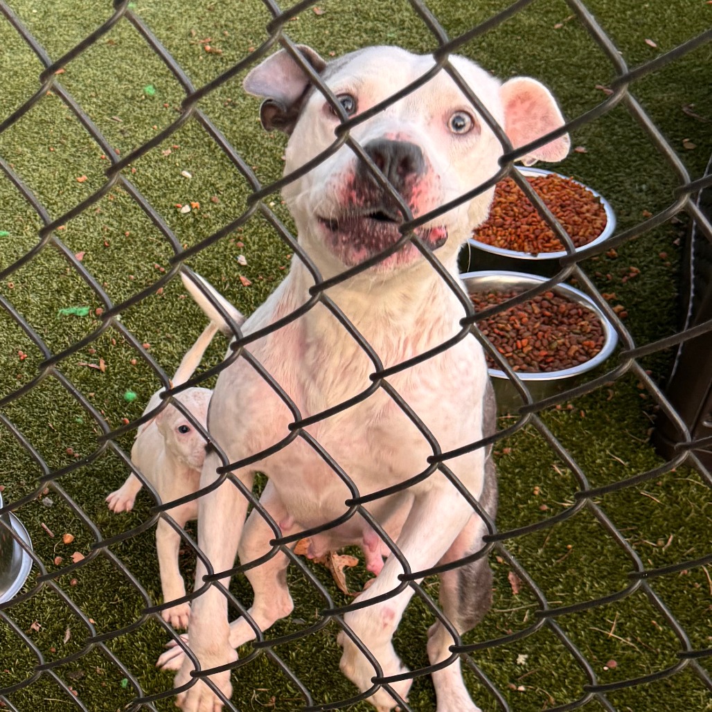 Shelter Stray Female Dog last seen , 5570 Sturmer Park Cir, Winston-Salem, NC 27105, USA