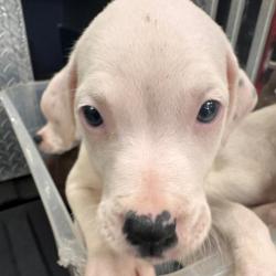 Shelter Stray Male Dog last seen , 5570 Sturmer Park Cir, Winston-Salem, NC 27105, USA