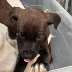 Shelter Stray Male Dog last seen , 5570 Sturmer Park Cir, Winston-Salem, NC 27105, USA