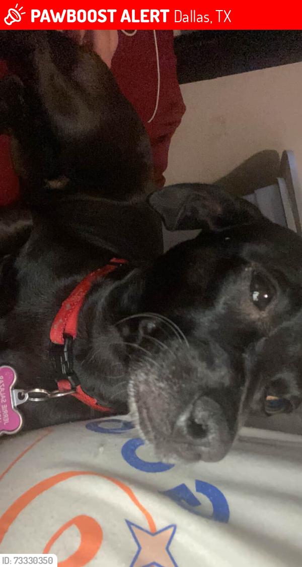 Lost Female Dog last seen By apmts, Dallas, TX 75217