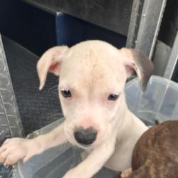 Shelter Stray Male Dog last seen , 5570 Sturmer Park Cir, Winston-Salem, NC 27105, USA