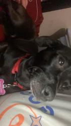 Lost Female Dog last seen By apmts, Dallas, TX 75217