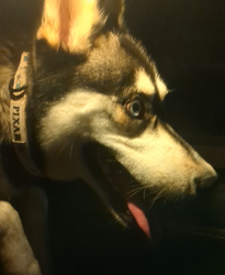Found/Stray Male Dog last seen Golflinks & Escallante, Tucson, AZ 85730