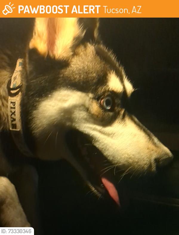 Found/Stray Male Dog last seen Golflinks & Escallante, Tucson, AZ 85730