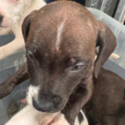 Shelter Stray Female Dog last seen , 5570 Sturmer Park Cir, Winston-Salem, NC 27105, USA