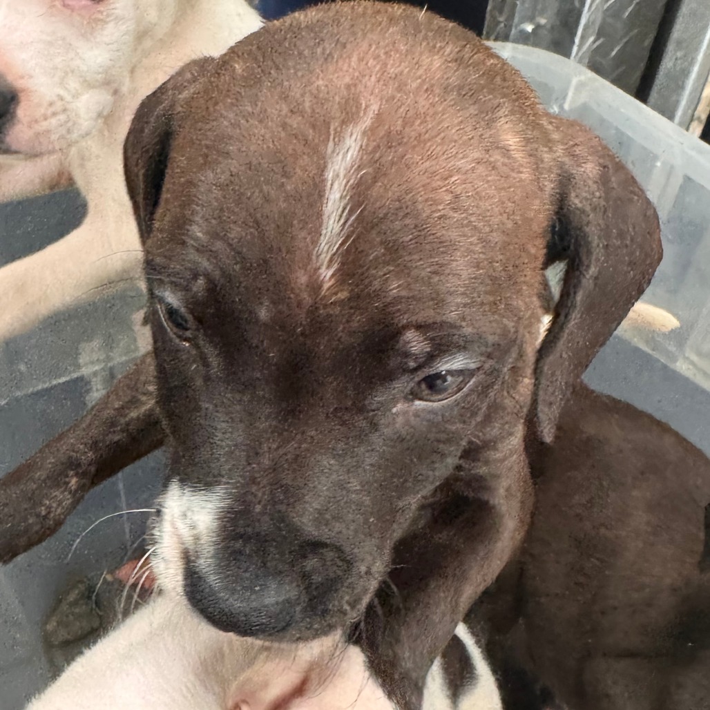 Shelter Stray Female Dog last seen , 5570 Sturmer Park Cir, Winston-Salem, NC 27105, USA